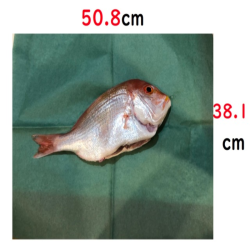 魚を包む緑の紙のグリーンパーチ