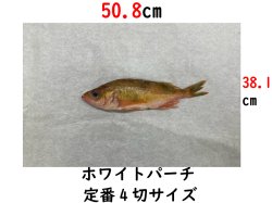 ホワイトパーチの通販です